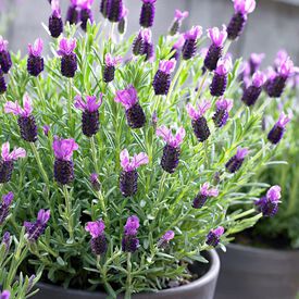 Stoechas (Spanish), Lavender Seeds